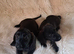 8 labrador x teckel dachund puppies