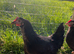 Point of lay (POL) Hybrid Layer Hens