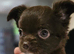KC long coat chihuahuas