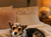 Minture jack Russell girl