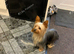 Miniature yorkshire terrier girl