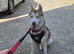 Male husky to be rehomed