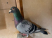 Selling 1 pigeons