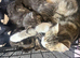 2 fluffy blue eyes kittens available