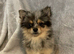 Blue Merle Female Pomeranian