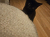 3 black females 8 weeks old