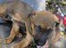 Rottweiler x boerboel