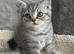 Lilac silver tabby female kitten