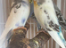 Baby budgies