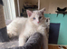 Ziggy is looking for a home