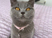 Beautiful British short hair female