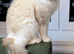 Pure ragdoll cats
