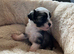 Last KC Chinese crested powderpuff Boys for sale