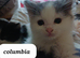 Kittens fo sale