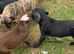 American bully pups ready for their forever home