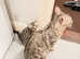 BENGAL KITTENS (TICA REG)