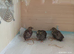 Available 3 birds at 3 weeks old Button Quails - note these are extra extra small size as a group of 3 for £22