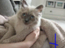 2 pure breed Ragdoll kittens