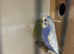 Breeding pair of budgies