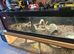 Female boa constrictor
