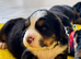 Beautiful Bernese Mountain Dog Puppies