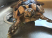 13 year old male marginated Tortoise called Alan for sale.
