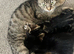 Last male kitten