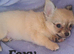 Long coat chihuahua males Ready to leave now