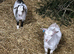Last wether goat.