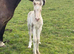 Sec d x Clydesdale perlino colt foal