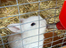 Blue Eyed White Mini Lops