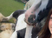 Gorgeous piebald cob