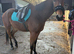 Thoroughbred mare