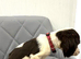 4 beautiful puppy's looking new home