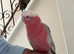 Tame Galah Cockatoo