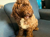 Lovely female chocolate cockapoo