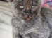 Maine coon polydactyl boys