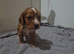 Cocker Spaniel Puppies