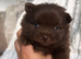 CHAMPION PEDIGREE KC POMERANIAN PUPPIES