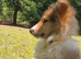 Rough collie male puppie
