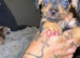 Dachshund x frenchie x westie puppies for sale