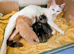 Pretty kittens, flead/wormed/litter trained/socialised/ happy and health  From &pound;80