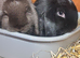 1 mini lop girl