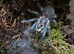 Phormictopus juvenile