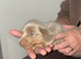 KC registered lilac MINATURE dachshunds