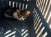 Lovely kitten ask for home