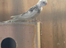 Young cockatiel