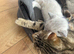 Beautiful Blue Lynx Point ragdoll cross Kittens for Sale