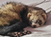 2 x male ferrets