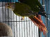Baby green cheek conure